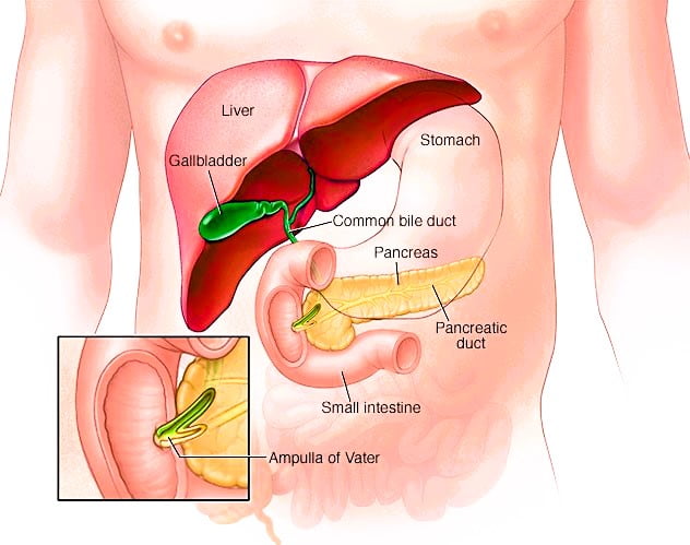 ampullary cancer, what is ampullary cancer, ampullary cancer symptoms, ampullary cancer life expectancy, ampullary cancer treatment, ampullary cancer survivor stories, ampullary cancer icd 10, ampullary cancer uk, how aggressive is ampullary cancer, ampullary cancer whipple surgery, is ampullary cancer: a death sentence, ampullary cancer prognosis, ampullary cancer stages, ampullary cancer nhs, ampullary cancer diagnosis, ampullary cancer adjuvant chemotherapy, ampullary cancer age, ampullary cancer adenocarcinoma, ampullary cancer awareness, ampullary cancer adjuvant therapy, ampullary cancer asco, ampullary cancer australia,